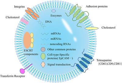 Review on Strategies and Technologies for Exosome Isolation and Purification